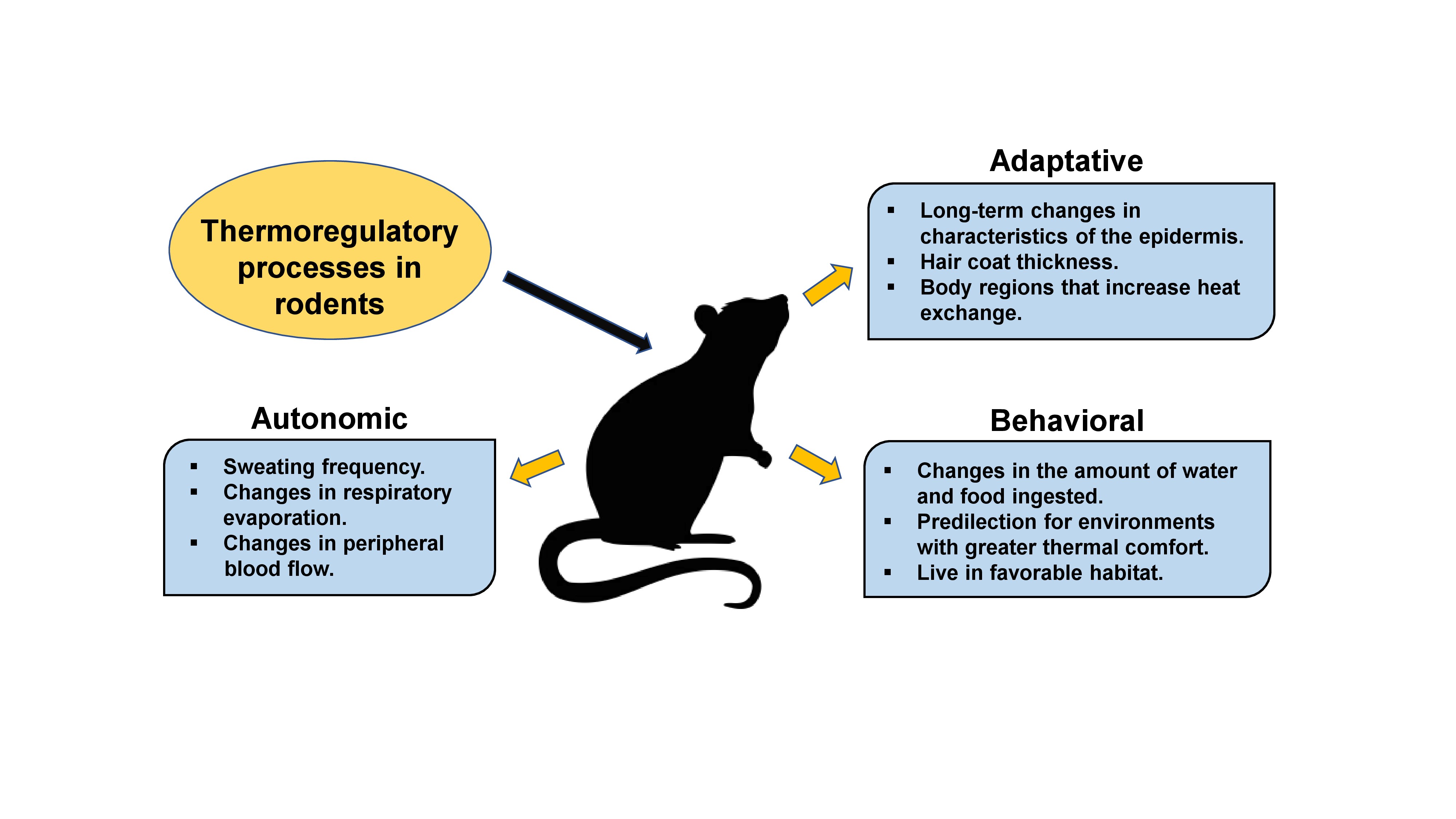 Schematic drawing of thermoregulatory processes in rodents.