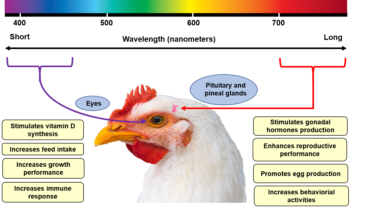 Potential physiological, behavioral, and productive responses of birds to a light stimulus.