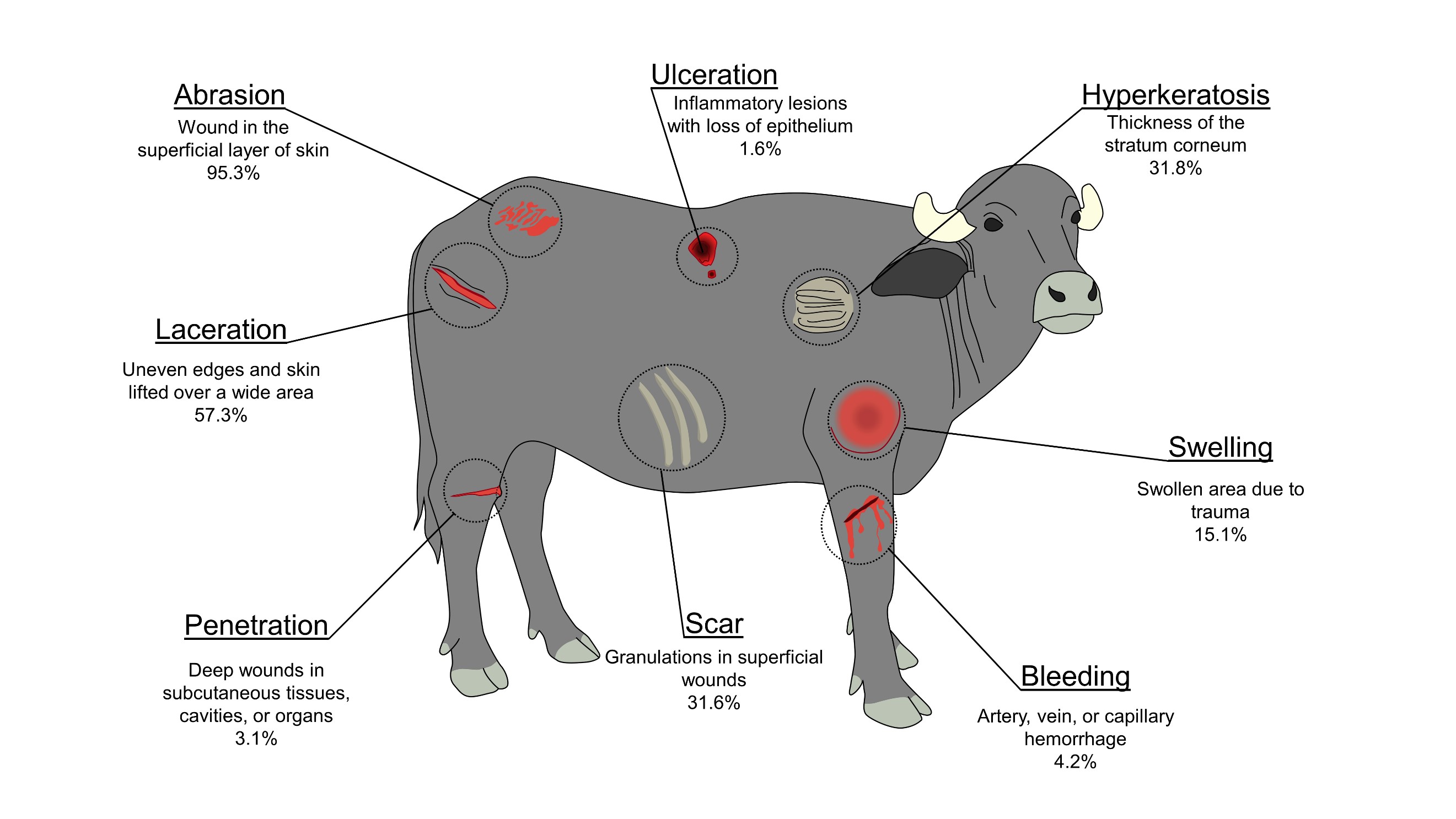 Frequency (in percentages) of eight types of skin injuries in water buffaloes (B. bubalis) during transport. Information from Alam et al's classification (2010b).