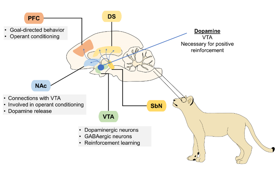 The main brain structures involved in different training methods, and dopamine’s role in positive reinforcement. The dopaminergic reward system is a main pathway through which animals can be trained by means of positive reinforcement, operant conditioning, and goal-directed behaviors. Dopamine neurons in the VTA and SbN have connections to several regions in the limbic system (represented above as NAc, PFC, and DS). When an unexpected reward or a reward-predicted stimulus is presented to the animal, the learning association between the compensation and the desired behavior is reinforced and helps train it to perform specific behaviors through positive reinforcement. DS: dorsal striatum; VTA: ventral tegmental area; NAc: nucleus accumbens; PFC: prefrontal cortex; SbN: substantia nigra (Taber et al 2012; Mota-Rojas et al 2016).