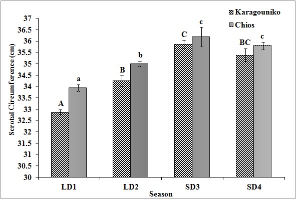 Effect of season on the scrotal circumference of Karagouniko and Chios sheep. In each column, the bar on it represents the standard error of the mean (n = 16). Different letters above columns indicate significant differences between the respective means, separately for Karagouniko sheep (upper case letters) and Chios sheep (lower case letters) at P ≤ 0.05 after Bonferroni correction. LD1: April-June, LD2: July-September, SD3: October-December, SD4: January-March.