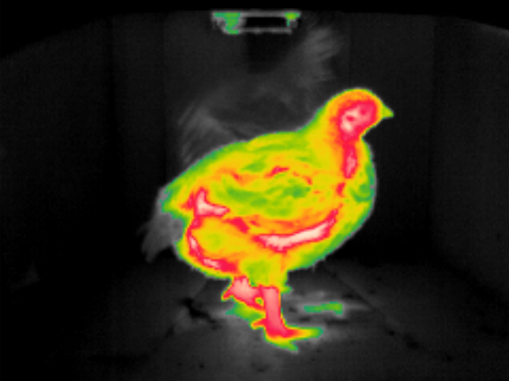 Infrared thermography of a 28-day-broiler.