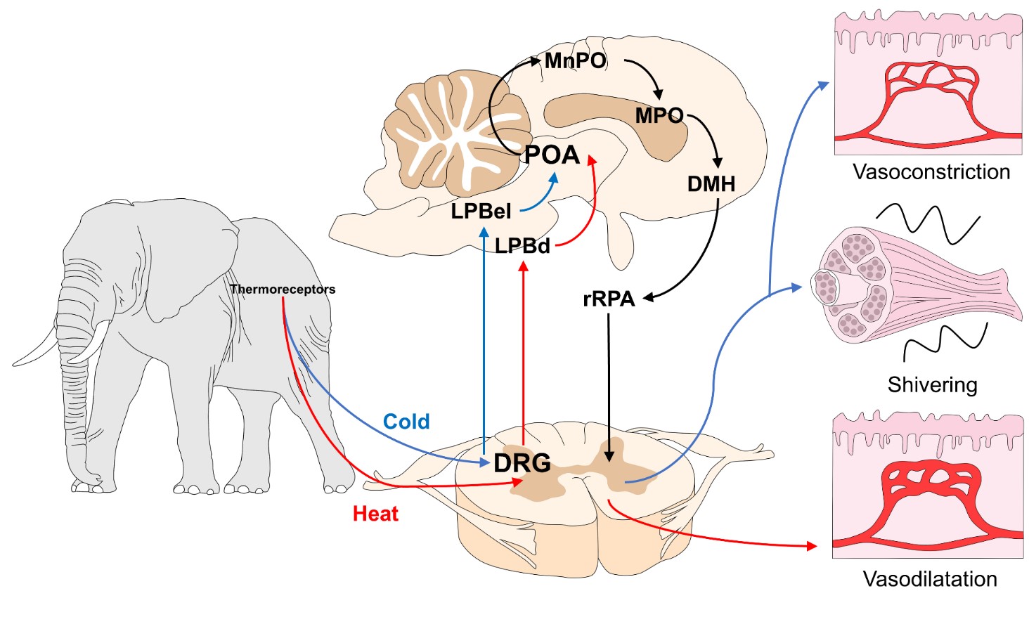 Mechanisms of central and peripheral thermoregulation. The image illustrates the integration of the thermal stimuli detected by the corpuscles of Ruffini or Krause in the face of heat or cold, respectively. Although the central pathways in both cases are very similar and use the DRG, POA, MnPO, or rRPA (black lines), the main difference is observed in the LPBN regions that are activated by stimuli of a different nature. The red lines show the thermoregulatory mechanisms in warm environments, where LPBd neurons produce vasodilation. In contrast, with cold stimuli (blue lines), the LPBel neurons are stimulated to generate sympathetic vasoconstriction and stimulate motor fibers that promote shivering and non-shivering thermogenesis. DRG: dorsal root ganglia; LPBd: dorsal part of the lateral parabrachial nucleus; LPBeL: Lateral parabrachial nucleus in its external region; POA: preoptic area of the hypothalamus; MnPO: median preoptic nucleus; MPO: medial preoptic area; DMH: dorsomedial hypothalamus; rRPA: rostral raphe pallidus.