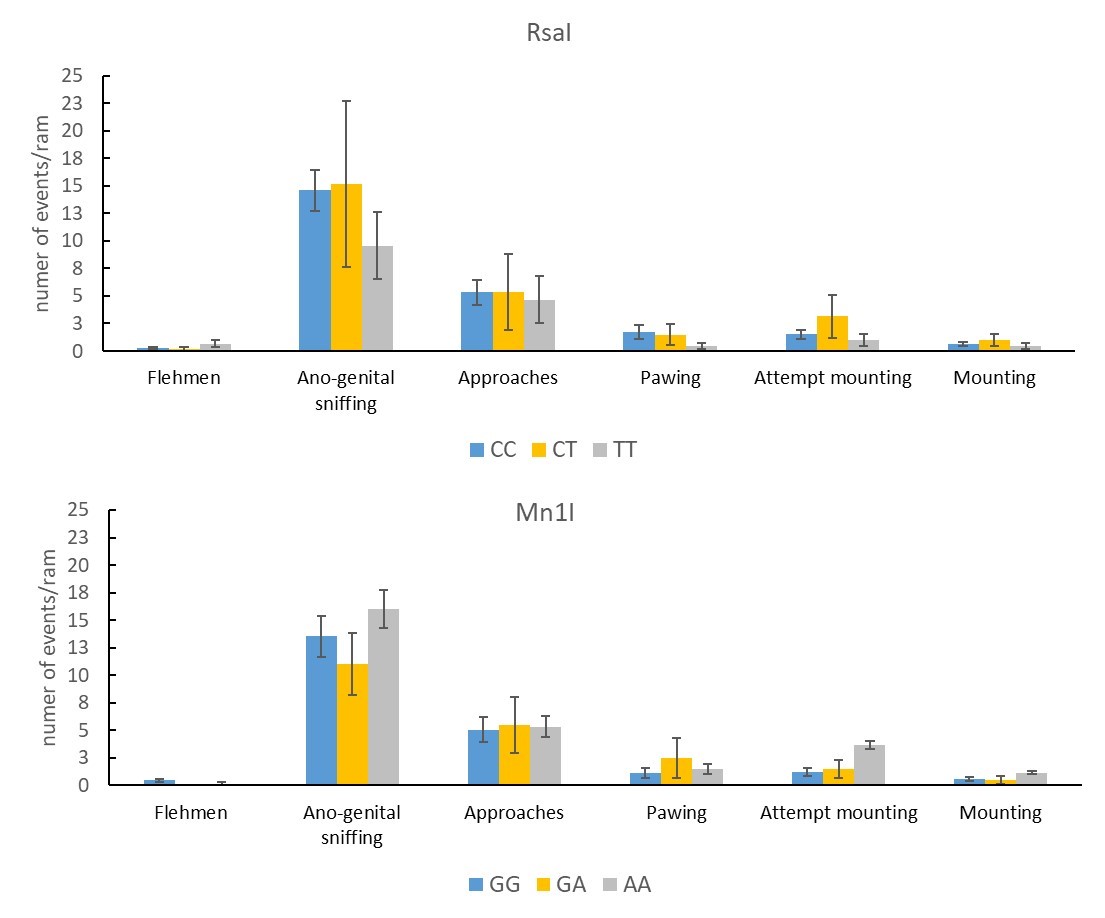 Mean (±SEM) number of flehmen, anogenital sniffing, approaches, pawing events, mounting attempts, and mountings in a 20-min (one ram-lamb with three estrous ewes) serving-capacity test by Rasa Aragonesa ram-lambs born in Oct that had been genotyped for their RsaI (CC, n=24  CT, n=6  TT, n=9) and Mn1I (GG, n=27  GA, n=6  AA, n=6) allelic variants of the MTNR1A gene.