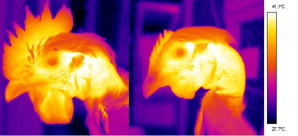 Thermograms of naked-neck birds in a hot environment. Highlight on the face and neck of cock and hen.