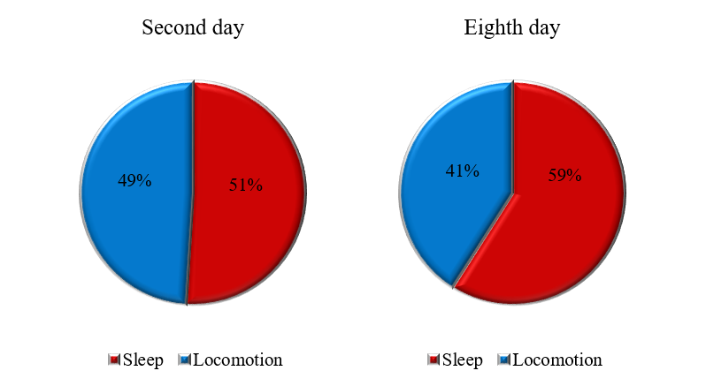Sectors of sleep and locomotor behaviors in rat-1 in the nocturnal phase on the 2nd and 8th days of observation.