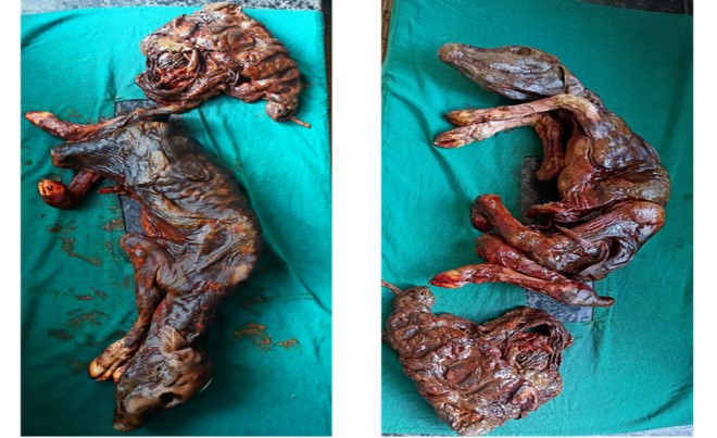 Per vaginum delivery of a dry mummified fetus stuck in the cervix in spontaneous calving.