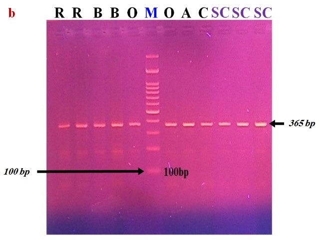 PCR amplification of GH gene from genomic DNA of Rahmani (R), Barki (B), Ossimi (O), Awassi (A), Rahmani x Barki cross (C), and Awassi x Suffolk cross (SC), M;100 bp DNA ladder.