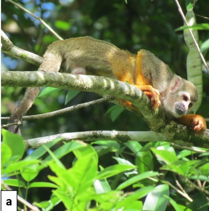 Squirrel monkey (Saimiri sciureus) during rest