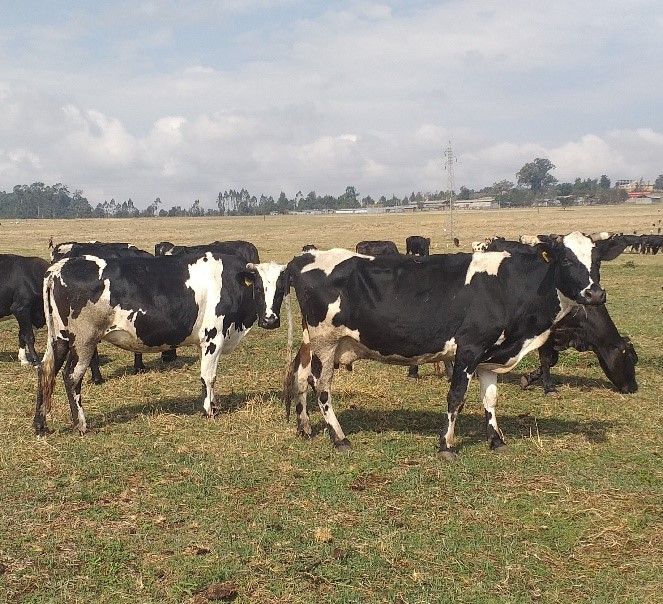 Figure 2: 75% crossbred dairy cows